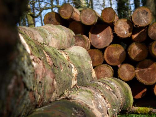 Raw timber for processing