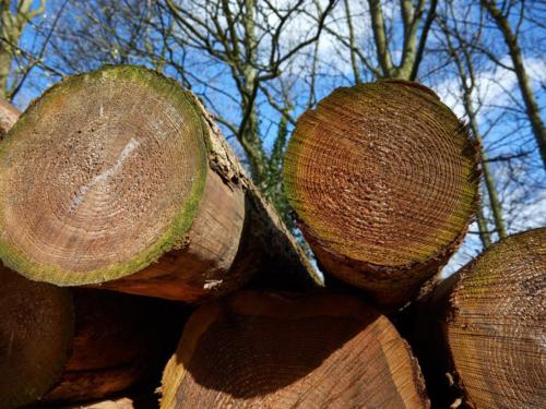 Hardwood & softwood timber